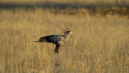 Foto de Secretario pájaro (Sagittarius serpentarius) Parque Transfronterizo de Kgalagadi, Sudáfrica - Imagen libre de derechos
