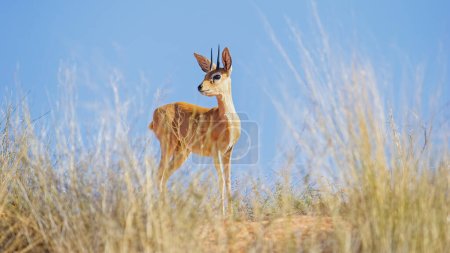 Téléchargez les photos : Steenbok (Raphicerus campestris) Kgalagadi Transborder Park, Afrique du Sud - en image libre de droit