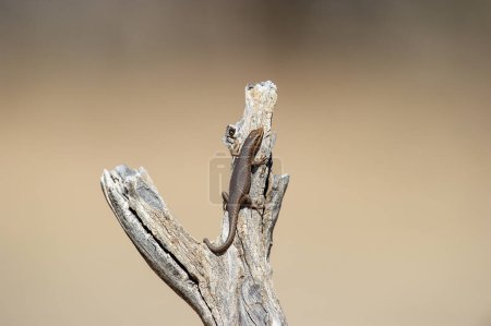 Téléchargez les photos : - Skink (Trachylepis) Kgalagadi Transborder Park, Afrique du Sud - en image libre de droit