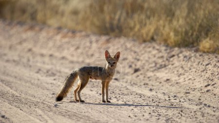 Téléchargez les photos : Cape fox (Vulpes chama) Kgalagadi Transborder Park, Afrique du Sud - en image libre de droit