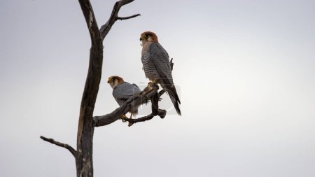 Téléchargez les photos : - Faucon à bec étroit (Falco chicquera) Kgalagadi Transborder Park, Afrique du Sud - en image libre de droit