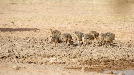 Téléchargez les photos : Autruche commune (Struthio camelus) Kgalagadi Transborder Park, Afrique du Sud - en image libre de droit