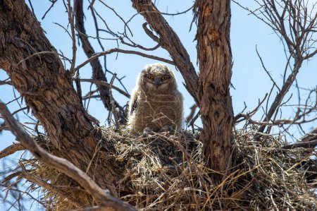 Téléchargez les photos : Chouette aigle tachetée (Bubo africanus) Kgalagadi Transborder Park, Afrique du Sud - en image libre de droit