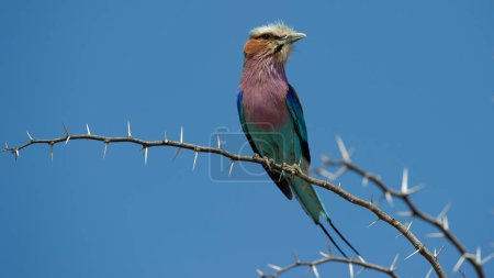 Photo for Lilac-breasted Roller ( Coracias caudatus) Kgalagadi Transfrontier Park, South Africa - Royalty Free Image