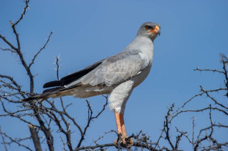 Téléchargez les photos : Autour des palombes (Melierax canorus) Kgalagadi Transborder Park, Afrique du Sud - en image libre de droit