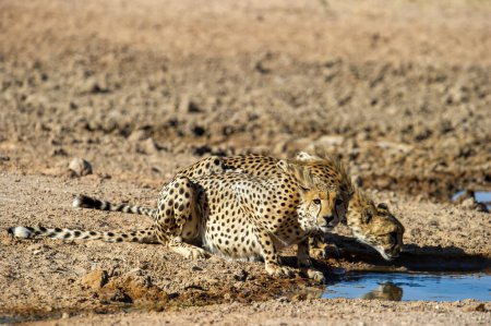 Téléchargez les photos : Cheetah (Acinonyx jubatus) Kgalagadi Transborder Park, Afrique du Sud - en image libre de droit