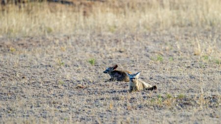 Téléchargez les photos : Renard chauve-souris (Otocyon megalotis) Kgalagadi Transborder Park, Afrique du Sud - en image libre de droit