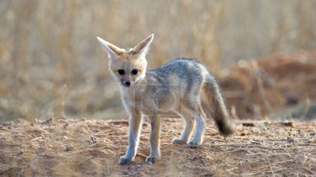 Téléchargez les photos : Cape fox (Vulpes chama) Kgalagadi Transborder Park, Afrique du Sud - en image libre de droit