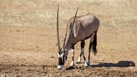 Photo for Gemsbok (Oryx gazella) Kgalagadi Transfrontier  Park, South Africa - Royalty Free Image