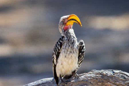 Téléchargez les photos : Bruant à bec jaune (Tockus leucomelas) Kgalagadi Transborder Park, Afrique du Sud - en image libre de droit