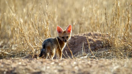 Photo for Cape fox (Vulpes chama) Kgalagadi Transfrontier Park, South Africa - Royalty Free Image