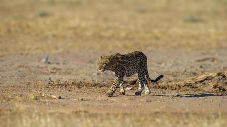 Téléchargez les photos : Léopard (Panthera pardus) Parc transfrontalier Kgalagadi, Sud - en image libre de droit