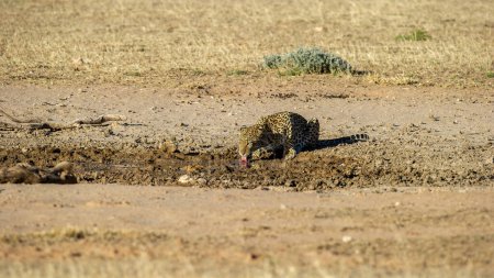 Téléchargez les photos : Léopard (Panthera pardus) Kgalagadi Transborder Park, South A - en image libre de droit