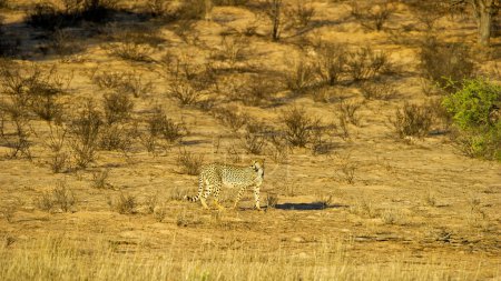 Foto de Cheetah (Acinonyx jubatus) Kgalagadi Transfrontier Park, Sudáfrica - Imagen libre de derechos