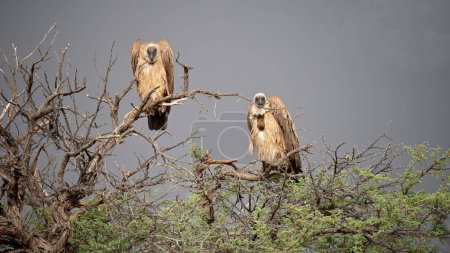 Foto de Buitre respaldado por blancos (Gyps africanus) Kgalagadi Transfrontier Park, Sudáfrica - Imagen libre de derechos