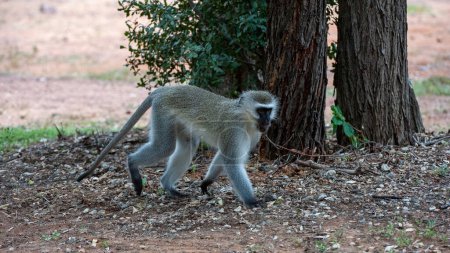 Téléchargez les photos : Singe de Vervet (Cercopithecus aethiops) Parc national Marakele, Afrique du Sud - en image libre de droit