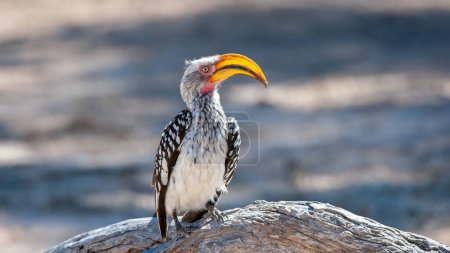 Südlicher Gelbschnabel-Hornvogel (Tockus leucomelas) Kgalagadi Transfrontier Park, Südafrika