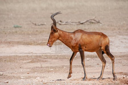 Téléchargez les photos : Hartebeest rouge (Alcelaphus buselaphus) Kgalagadi Transborder Park, Afrique du Sud - en image libre de droit