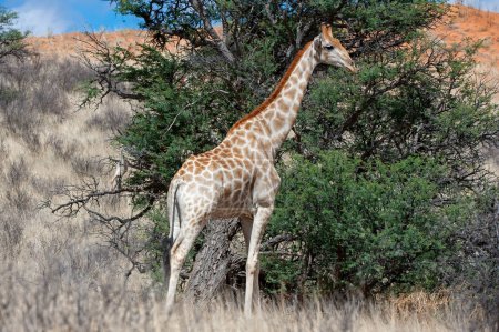 Foto de Jirafa (Giraffa camelopardalis) Parque Transfronterizo de Kgalagadi, Sudáfrica - Imagen libre de derechos