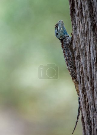 Photo for Tree Agama (Acanthocercus atricollis) Marakele National Park, South Africa - Royalty Free Image