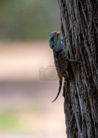 Foto de Tree Agama (Acanthocercus atricollis) Parque Nacional Marakele, Sudáfrica - Imagen libre de derechos