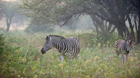 Photo for Burchells Zebra (Equus burchelli) Marakele National Park, South Africa - Royalty Free Image