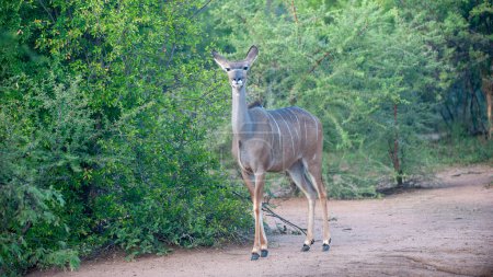Foto de Kudu (Tragelaphus strepsiceros) Parque Nacional Marakele, Sudáfrica - Imagen libre de derechos
