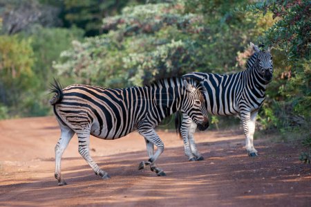 Foto de Burchells Zebra (Equus burchelli) Parque Nacional Marakele, Sudáfrica - Imagen libre de derechos