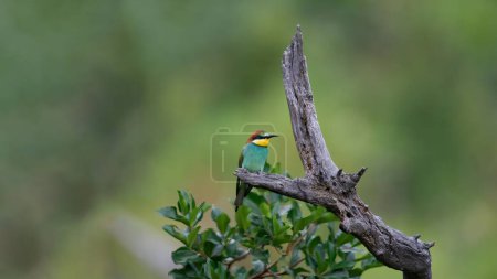 Téléchargez les photos : European Bee-eater (Merops apiaster) Marakele National Park, Afrique du Sud - en image libre de droit