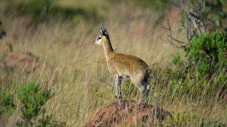 Photo for Klipspringer ( Oreotragus oreotragus) Marakele National Park, South Africa - Royalty Free Image