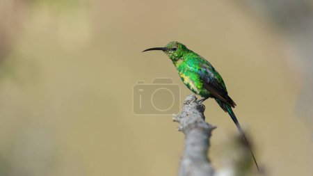 Téléchargez les photos : Malachite Sunbird (Nectarinia famosa) Marakele National Park, Afrique du Sud - en image libre de droit