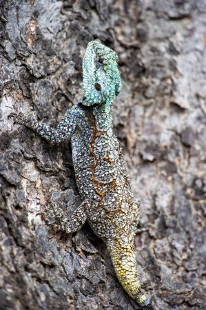 Foto de Tree Agama (Acanthocercus atricollis) Parque Nacional Marakele, Sudáfrica - Imagen libre de derechos