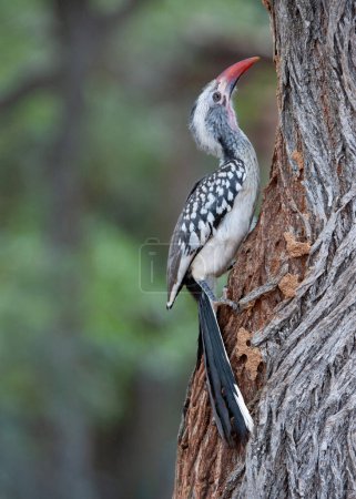 Rotschnabel-Hornvogel (Tockus erythrorhynchus) Marakele-Nationalpark, Südafrika