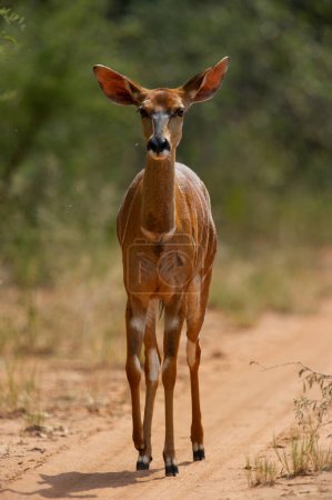  Nyala ( Tragelaphus angasii) Marakele National Park , South Africa