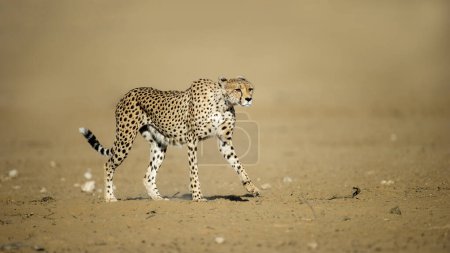 Téléchargez les photos : Cheetah (Acinonyx jubatus) Kgalagadi Transborder Park, Afrique du Sud - en image libre de droit
