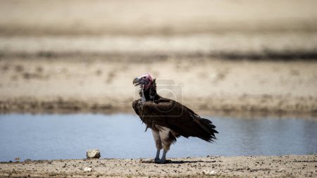 Lapped-faced Vulture (Aegypius tracheliotos) Kgalagadi Transfrontier Park, South Africa