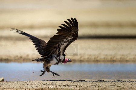 Téléchargez les photos : Vulture (Aegypius tracheliotos) Kgalagadi Transborder Park, Afrique du Sud - en image libre de droit