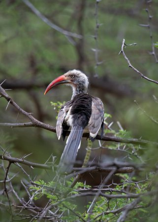 Téléchargez les photos : Bruant à bec rouge (Tockus erythrorhynchus) Parc national Marakele, Afrique du Sud - en image libre de droit