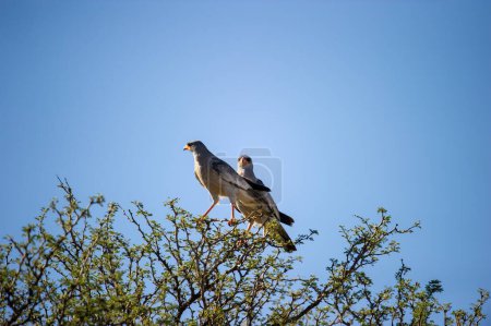 Foto de Canto pálido Goshawk (Melierax canorus) Kgalagadi Transfrontier Park, Sudáfrica - Imagen libre de derechos