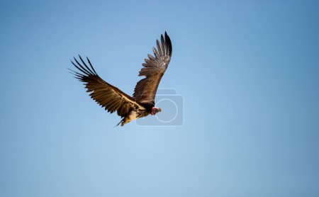 Photo for Lapped-faced Vulture  (Aegypius tracheliotos) Kgalagadi Transfrontier Park, South Africa - Royalty Free Image