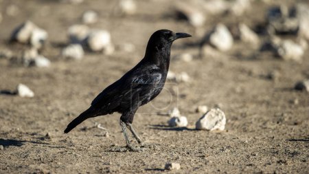 Téléchargez les photos : Cape Crow (Corvus capensis) Kgalagadi Transborder Park, Afrique du Sud - en image libre de droit