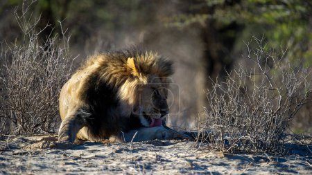 Lion (Panthera leo) Kgalagadi Transfrontier Park, South Africa