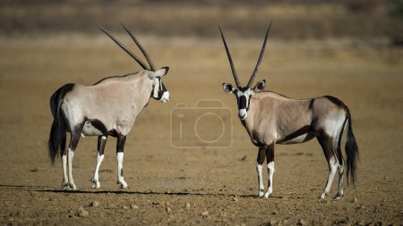Téléchargez les photos : Gemsbok (Oryx gazella) Kgalagadi Transborder Park, Afrique du Sud - en image libre de droit