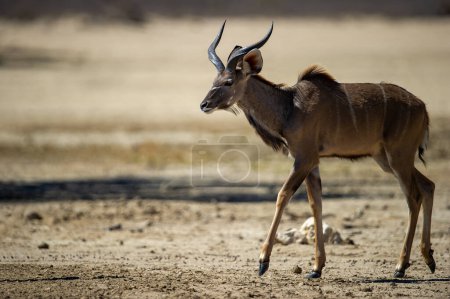 Foto de Kudu (Tragelaphus strepsiceros) Parque Transfronterizo de Kgalagadi, Sudáfrica - Imagen libre de derechos