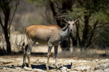 Téléchargez les photos : Eland (Tragelaphus oryx) Kgalagadi Transborder Park, Afrique du Sud - en image libre de droit