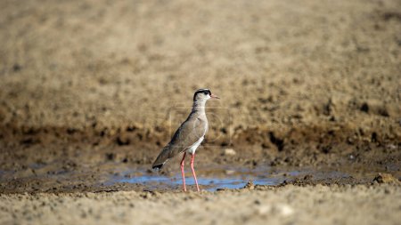 Photo for Crowned Lapwing (Vanellus coronatus) Kgalagadi Transfrortier Park, South Africa - Royalty Free Image
