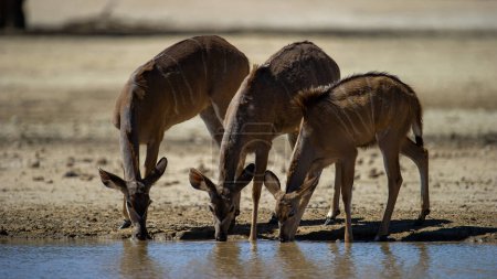   Kudu (Tragelaphus strepsiceros) Parque Transfronterizo de Kgalagadi, Sudáfrica