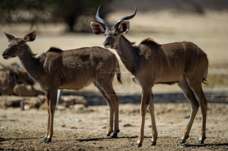 Téléchargez les photos : Kudu (Tragelaphus strepsiceros) Kgalagadi Transborder Park, Afrique du Sud - en image libre de droit
