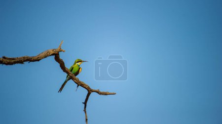 Photo for Swallow-tailed Bee-eater (Merops hirundineus) Kgalagadi Transfrontier Park, South Africa - Royalty Free Image