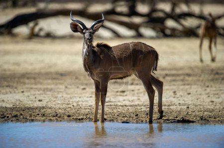 Foto de Kudu (Tragelaphus strepsiceros) Parque Transfronterizo de Kgalagadi, Sudáfrica - Imagen libre de derechos